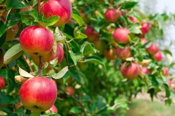 На Дніпропетровщині в інтенсивних садах збирають по 1,5 т/день яблук фото, ілюстрація