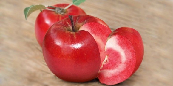 ФГ "Коник" зібрало перший урожай яблук із червоним м`якушем фото, ілюстрація