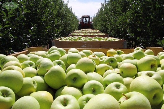Українські яблука дорожчають, а кількість якісної продукції - обмежена фото, ілюстрація