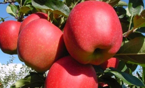 В Індії створили новий сорт яблук: в чому його особливість фото, ілюстрація