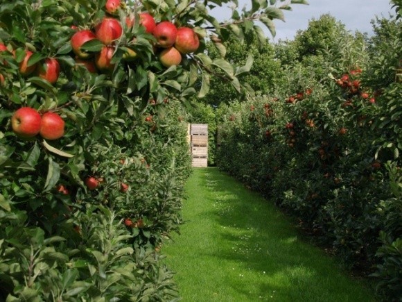   Яблуневі сади на Вінниччині можуть викорчувати на близько 3 тисячах гектарів фото, ілюстрація