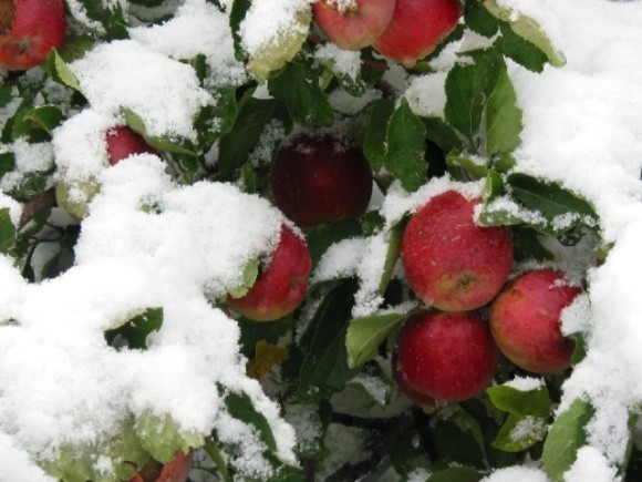 Малинові яблука в засніжених Альпах стали візитівкою сорту фото, ілюстрація