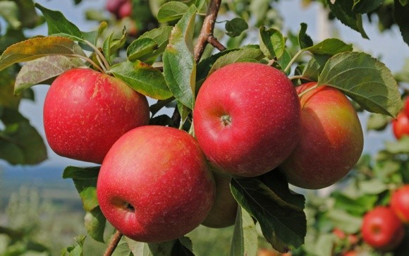 Плодоовочева асоціація створює об`єднання виробників та експортерів яблук фото, ілюстрація