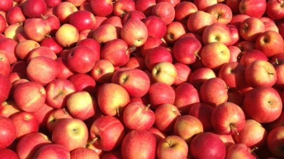 Високі ціни на яблука на внутрішньому ринку гальмують експорт фото, ілюстрація