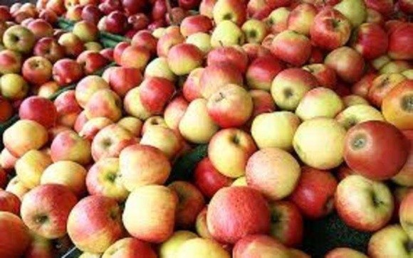 Польські садівники вимагають, щоб у них купували яблука для переробки на біогаз фото, ілюстрація