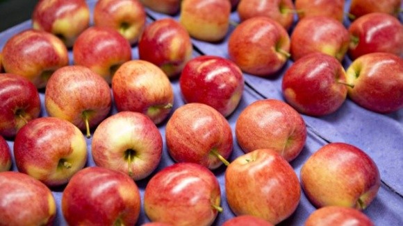 Європейці надають перевагу червоним сортам яблук фото, ілюстрація
