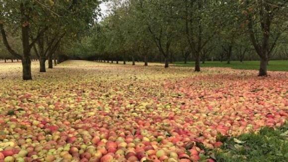 На Дніпропетровщині яблука залишаться незібраними фото, ілюстрація