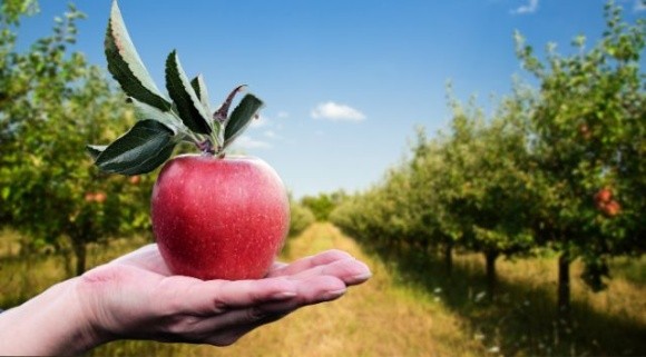 Польські садівники відмовляються реалізовувати яблука за цінами нижче собівартості фото, ілюстрація