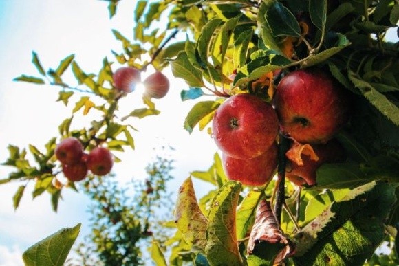 Яблука у Польщі залишаться на деревах — робочої сили немає фото, ілюстрація