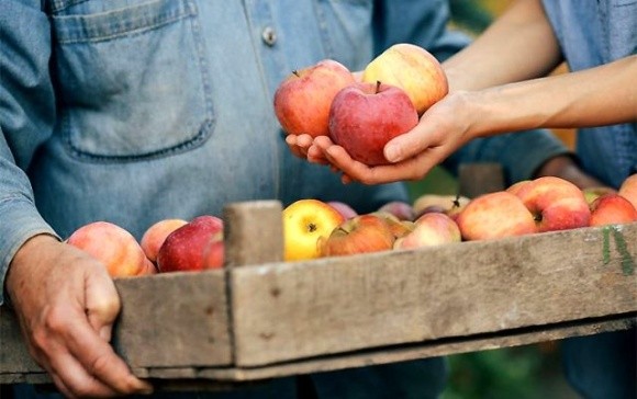 Налякані блекаутом, молдавські фермери терміново збувають яблука зі сховищ фото, ілюстрація