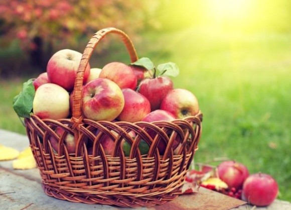 Через війну собівартість вирощування яблук зросла на третину фото, ілюстрація