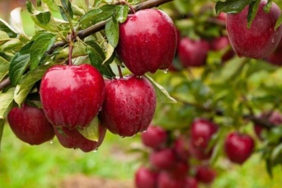 Збирати яблука розпочали на 10 днів раніше, ніж минулого року фото, ілюстрація