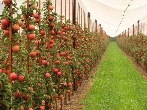 В Інституті садівництва виявили найстійкіший до посухи сорт яблуні фото, ілюстрація