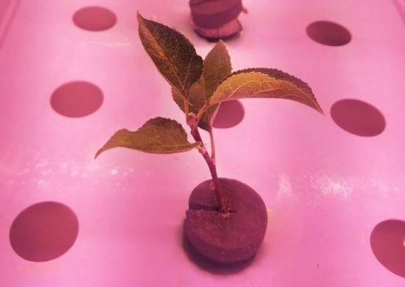 В Британії експериментують з вирощуванням саджанців яблуні на аеропоніці фото, ілюстрація