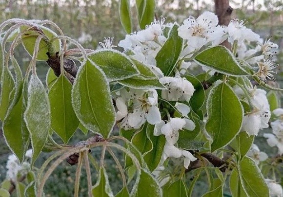 Весняні заморозки в Польщі створюють проблеми із запиленням яблуневих садів фото, ілюстрація