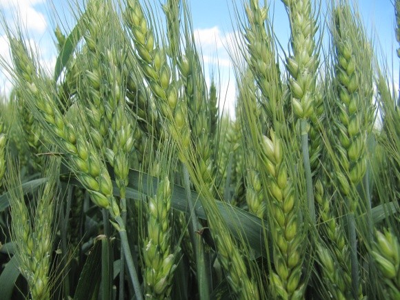 Урожай пшениці та ячменю може бути знижений на 20% через посуху фото, ілюстрація