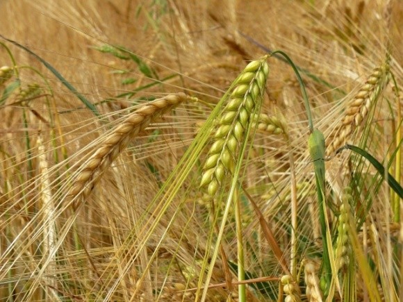 У Пологівському районі врожайність ранніх зернових краща ніж торік фото, ілюстрація