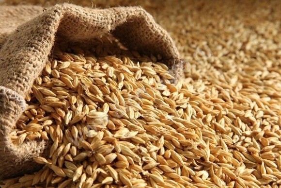 Аграрії повідомляють про зниження врожайності пшениці та якості ячменю фото, ілюстрація