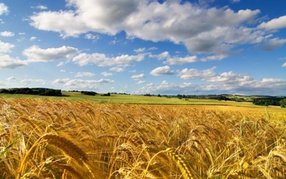 Вчені зробили серйозний крок до виведення нових високоврожайних сортів пшениці та ячменю фото, ілюстрація