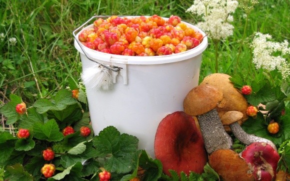 У Білорусі не кожен може безкоштовно збирати в лісі гриби та ягоди фото, ілюстрація