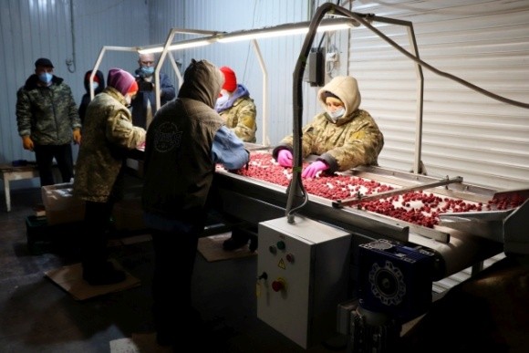 Українські фермери готові платити сезонним робітникам у півтора рази більше, ніж іноземні фото, ілюстрація