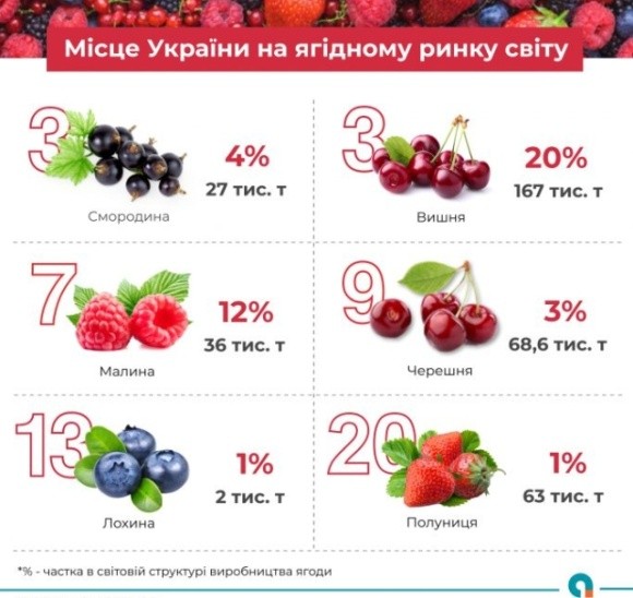 Яке місце займає Україна на ягідному ринку світу фото, ілюстрація