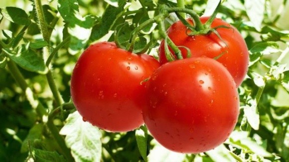 В Україні зросли попит та ціна на якісні помідори фото, ілюстрація