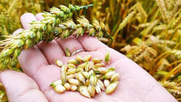 Якість пшениці погіршується, тому що фермери вимушені економити на насінні, – Сольський фото, ілюстрація