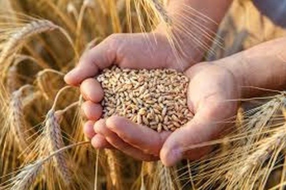Якість пшениці на Полтавщині значно нижча минулорічної фото, ілюстрація