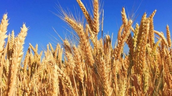 Угорщина встановить жорсткий контроль за якістю зерна з України фото, ілюстрація