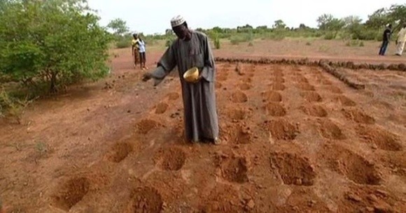 Як африканський фермер зміг перемогти посушливу Сахару фото, ілюстрація