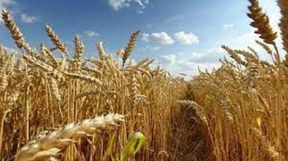 В Україні засіють рекордну площу ярої пшениці фото, ілюстрація