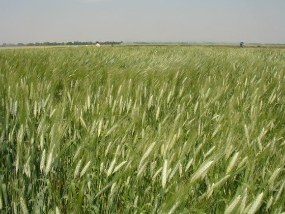 Ціни на пшеницю продовжують зростання фото, ілюстрація