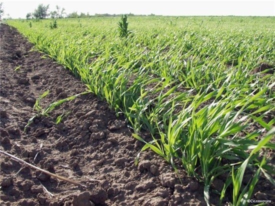 Розвиток ярих зернових може затриматися на 5-7 діб фото, ілюстрація