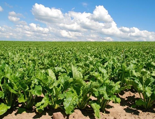 Україна в 2019 році врожай цукрових буряків складе 10.7 млн тон, - Мінагрополітики фото, ілюстрація