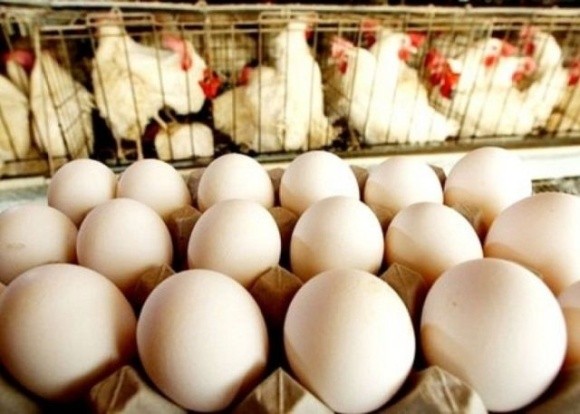 В Україні прогнозують подорожчання яєць у січні до 40 гривень за десяток фото, ілюстрація
