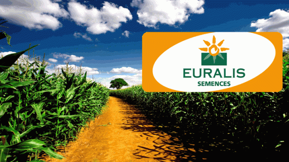 «Евралис Украина» планирует начать экспорт семян в 2018 году фото, иллюстрация