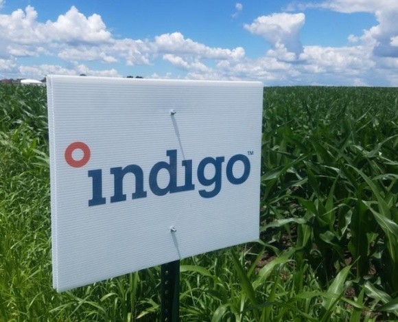 Indigo Agriculture та Міжнародна фінансова корпорація оголошують про партнерство щоб дослідити можливості розвитку вуглецевого землеробства в Україні фото, ілюстрація
