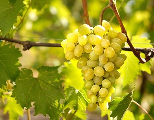 Новинка від «UKRAVIT» для захисту плодових і винограду фото, ілюстрація