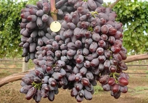Виноградар з Прикарпаття вирощує сорт винограду, який витримує морози до -27 градусів фото, ілюстрація