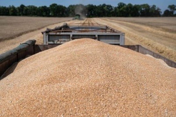 Міністр продовольства Німеччини проти заборони імпорту українського зерна фото, ілюстрація