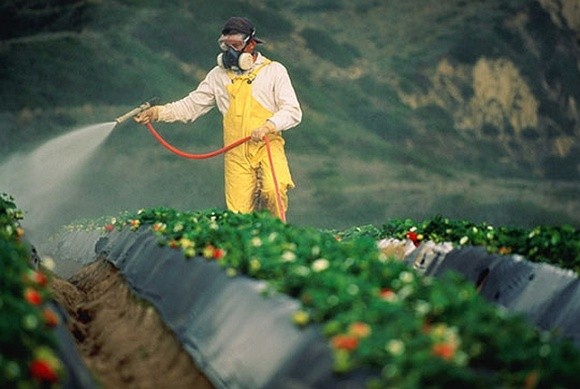 У Європі значно зросла кількість забрудненої пестицидами продукції фото, ілюстрація