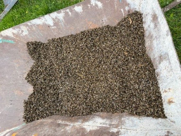 У масовій загибелі бджіл на Львівщині винні інсектициди, – результати експертизи фото, ілюстрація