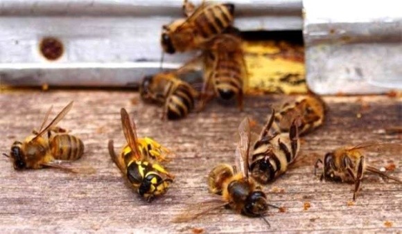 На Черкащині загинули бджоли через обробку полів дроном фото, ілюстрація