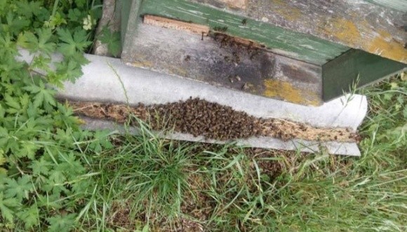 Через порушення правил обробки полів знову гинуть бджоли фото, ілюстрація