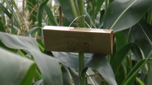У Снятинській громаді на Івано-Франківщині п’ять років не вирощуватимуть кукурудзу фото, ілюстрація