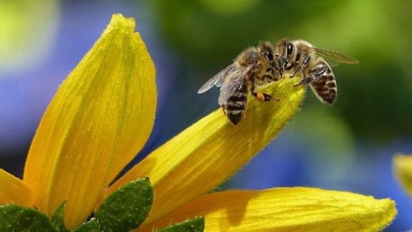 Інформаційна пам’ятка для аграріїв, пасічників та місцевої влади щодо захисту бджіл, — Мінагрополітики фото, иллюстрация