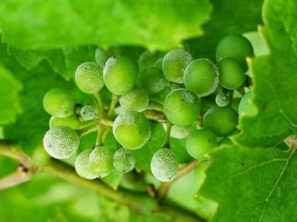 Захист винограду від грибкових захворювань фото, ілюстрація