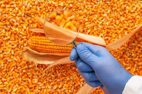 Закон про ГМО в теперішній редакції може призвести до втрати Україною преміальних ринків зерна фото, ілюстрація