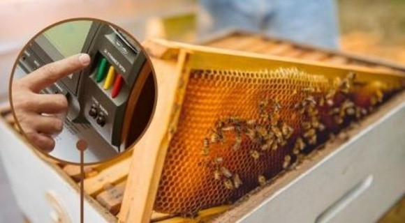 В парламенті зареєстровано два законопроєкти про бджільництво – обидва потребують вдосконалення фото, ілюстрація